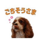 ミルゥとハリー（個別スタンプ：4）