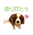 ミルゥとハリー（個別スタンプ：9）