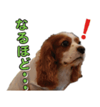 ミルゥとハリー（個別スタンプ：16）