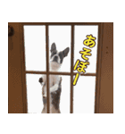 ミルゥとハリー（個別スタンプ：17）