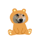cccbbbbbbkkk33（個別スタンプ：4）