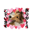 シェルティの子犬ロン（個別スタンプ：1）
