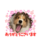 シェルティの子犬ロン（個別スタンプ：2）