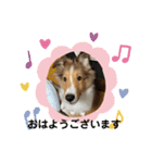 シェルティの子犬ロン（個別スタンプ：3）