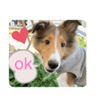 シェルティの子犬ロン（個別スタンプ：5）
