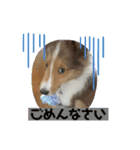 シェルティの子犬ロン（個別スタンプ：6）