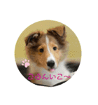 シェルティの子犬ロン（個別スタンプ：7）
