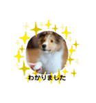 シェルティの子犬ロン（個別スタンプ：8）