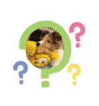 シェルティの子犬ロン（個別スタンプ：9）