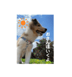 シェルティの子犬ロン（個別スタンプ：10）