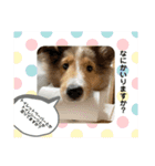 シェルティの子犬ロン（個別スタンプ：12）