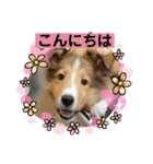 シェルティの子犬ロン（個別スタンプ：13）