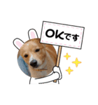 琉球犬です。（個別スタンプ：1）