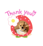 琉球犬です。（個別スタンプ：4）