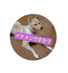 琉球犬です。（個別スタンプ：6）