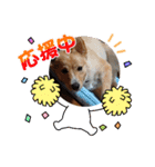 琉球犬です。（個別スタンプ：8）