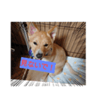 琉球犬です。（個別スタンプ：12）