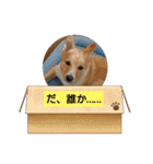 琉球犬です。（個別スタンプ：14）