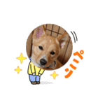 琉球犬です。（個別スタンプ：16）