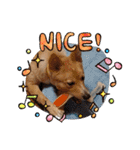 琉球犬です。（個別スタンプ：18）