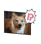 琉球犬です。（個別スタンプ：20）