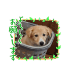 琉球犬です。（個別スタンプ：21）