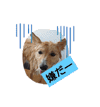 琉球犬です。（個別スタンプ：22）