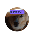 琉球犬です。（個別スタンプ：23）