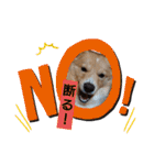 琉球犬です。（個別スタンプ：24）