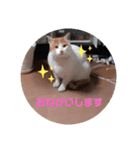 生きもの好き（個別スタンプ：1）