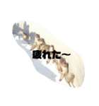 生きもの好き（個別スタンプ：2）