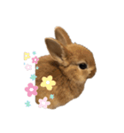 rabbit_kinako..（個別スタンプ：3）