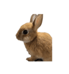 rabbit_kinako..（個別スタンプ：4）