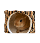 rabbit_kinako..（個別スタンプ：5）