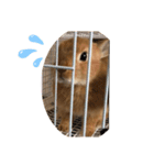 rabbit_kinako..（個別スタンプ：6）