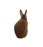 rabbit_kinako..（個別スタンプ：7）