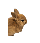 rabbit_kinako..（個別スタンプ：8）