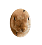 rabbit_kinako..（個別スタンプ：11）