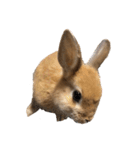 rabbit_kinako..（個別スタンプ：12）