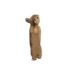 rabbit_kinako..（個別スタンプ：13）
