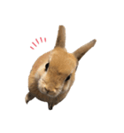 rabbit_kinako..（個別スタンプ：16）