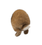rabbit_kinako..（個別スタンプ：17）