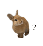 rabbit_kinako..（個別スタンプ：18）