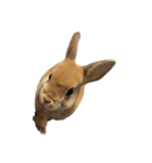rabbit_kinako..（個別スタンプ：19）