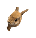 rabbit_kinako..（個別スタンプ：20）