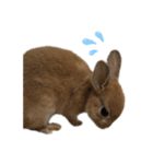 rabbit_kinako..（個別スタンプ：21）