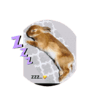rabbit_kinako..（個別スタンプ：24）