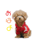 ぷーちゃん.（個別スタンプ：1）