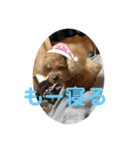 ぷーちゃん.（個別スタンプ：4）