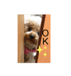 ぷーちゃん.（個別スタンプ：16）